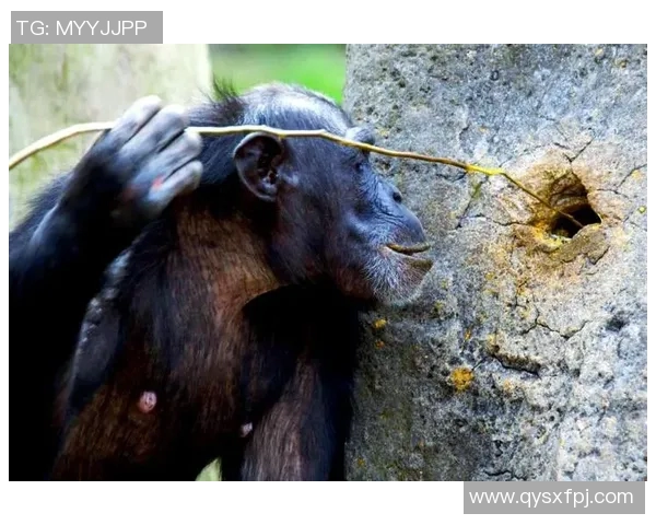 猩猩篮球明星的传奇之路与动物运动员的梦想启航